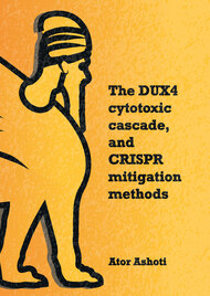 The DUX4 cytotoxic cascade, and CRISPR mitigation methods